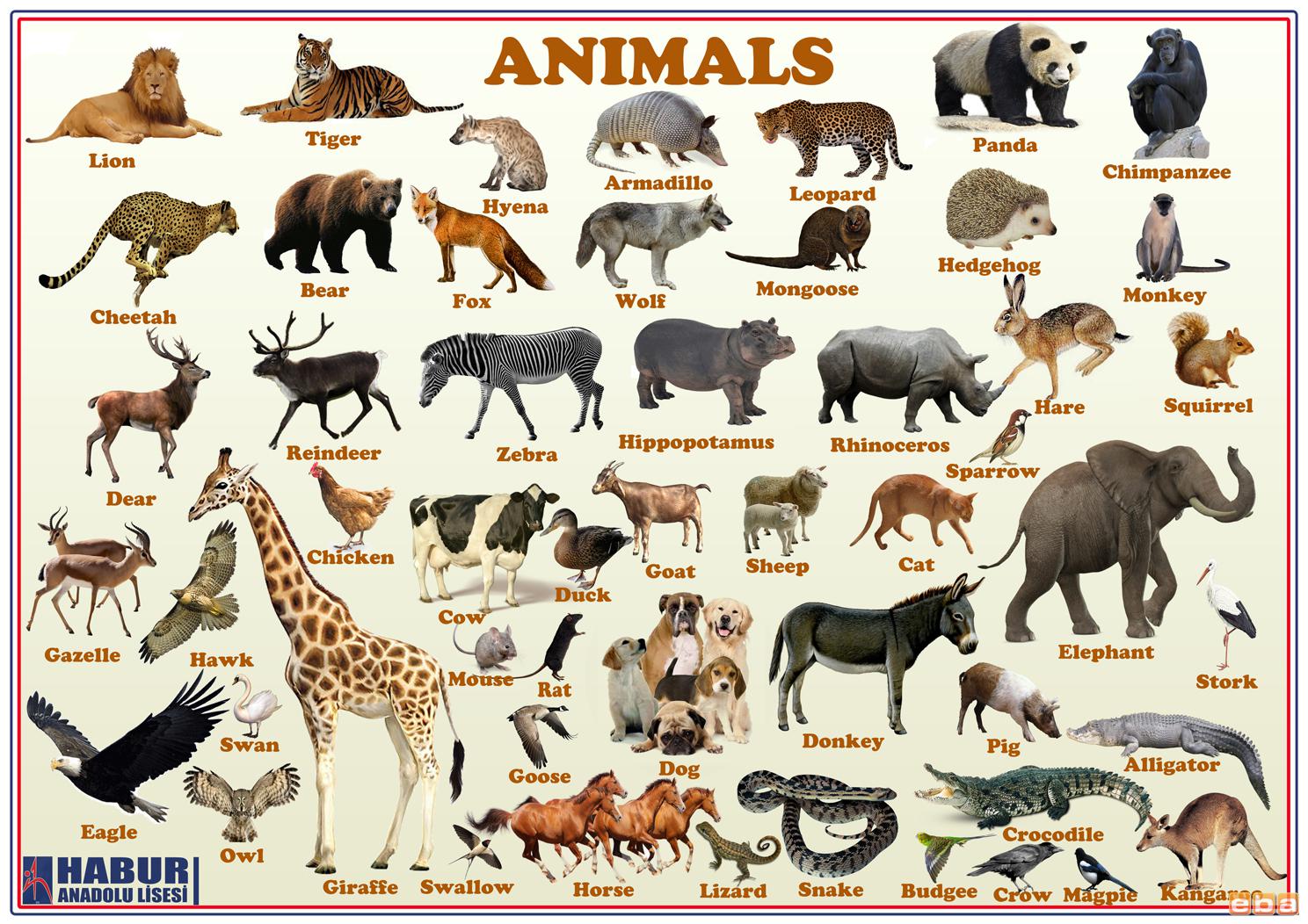 Какое слово означает животное. Животные названия. Название диких животных. Названия животных на английском. Животные на англ.